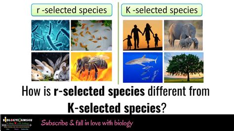 r-selected species vs k-selected species|r and K selection .